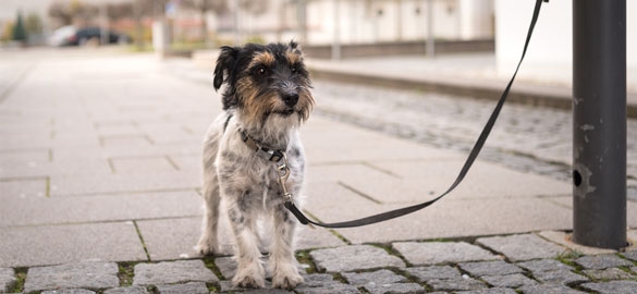 Das Aussetzen von Tieren ist auch laut Tierschutzgesetz verboten Tierschutzaktion vom BARF Shop JuniBARF