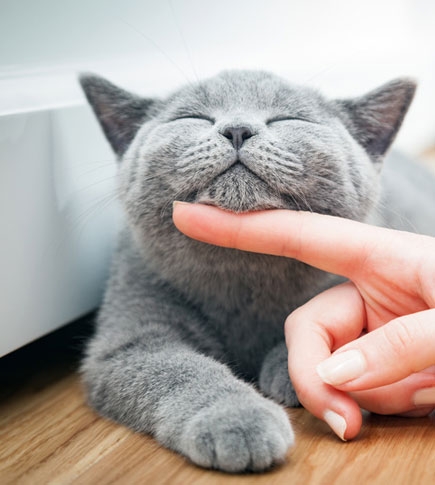 Auch für Katzen: BARF Fleisch in Dosen für den Urlaub BARF Fleisch in Dosen für den Urlaub