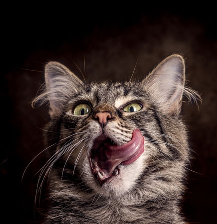 BARF Futter für Katzen selbst zusammenstellen BARF Einzelfutter