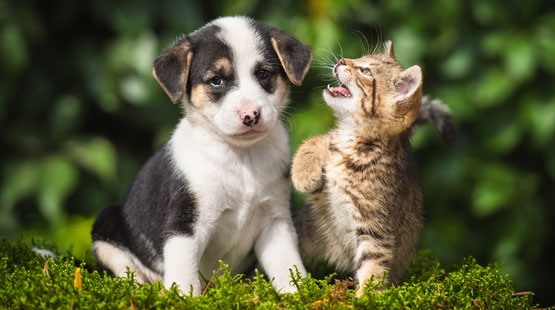 BARF Fleisch für Hunde und Katzen von JuniBARF BARF Fleisch