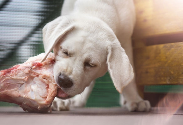 Frischfleisch Hundefutter - Gesunde Ernährung für Ihren Liebling Frischfleisch für Hunde