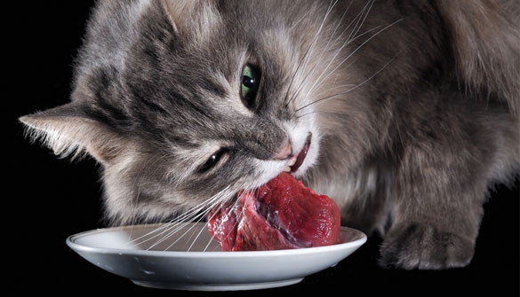 Frischfleisch für Katzen BARF Katzenfutter