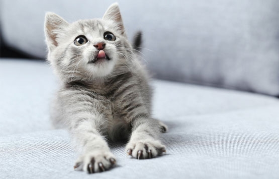 Künstliche Zusätze? Nicht bei unserem JuniBARF Futter! BARF Futter ohne künstliche Zusätze