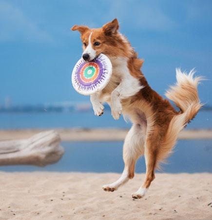 Gegartes Fleisch für Hunde im Urlaub BARF in Dosen für den Urlaub