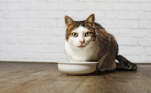 Frisches Fleisch für Katzen - Da freut sich Ihre Samtpfote! Rohfutter für Katzen