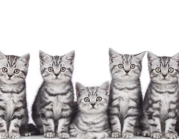 BARFen bei Katzen - Was heißt das? Wir erklären es Ihnen! BARFen bei Katzen