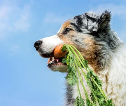 Biologisch artgerechte Rohfütterung für Ihr Haustier BARF