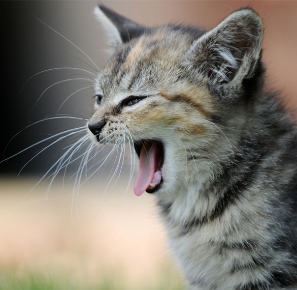 Frischfleisch für Katzen als Alternative zu herkömmlichem Futter Katzenfutter Frischfleisch