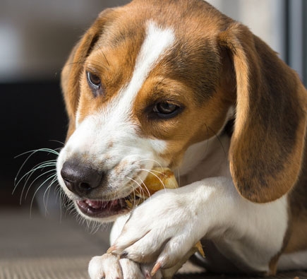 Gesunde Leckerchen für Hunde BARF Leckerlis für Hünde