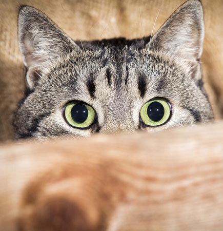Auch Katzen mögen BARF Leckerli BARF Leckerli für Katzen