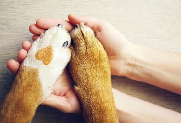 Rohes Fleisch für Hunde - Der Gesundheit Ihres Vierbeiners zuliebe BARF Hundeernährung