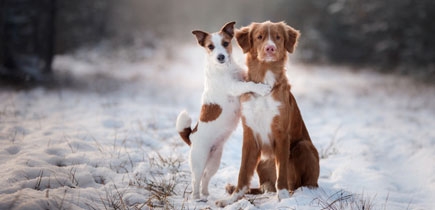 BARF für erwachsene Hunde JuniBARF Adult
