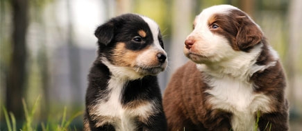 BARF für Welpen JuniBARF für junge Hunde