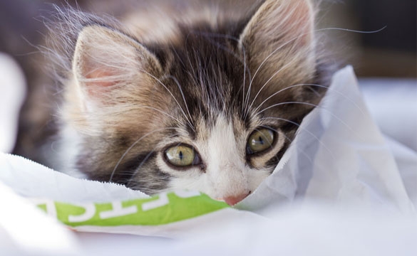BARF Katzenfutter: Für die Gesundheit Ihrer Samtpfote BARF Futter Katze