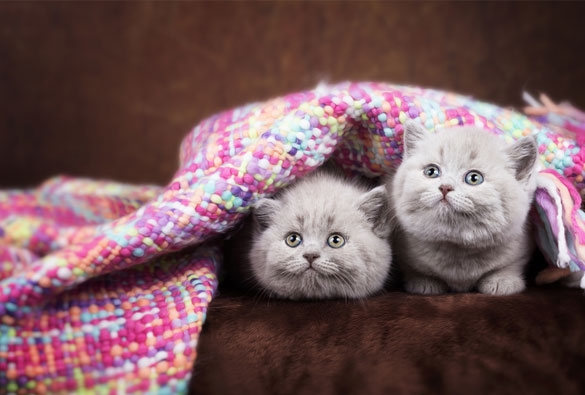 Wir zeigen Ihnen, wie Sie Katzen richtig BARFen. Katzen richtig BARFen