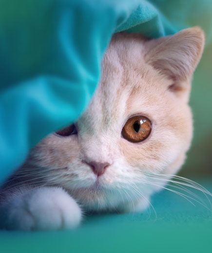 Auch Katzen lieben Kauartikel Kauartikel für Katzen