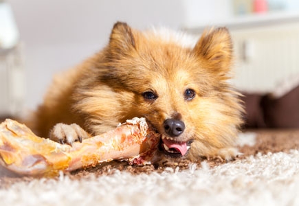 Kauknochen eignen sich wunderbar für Hunde Kauknochen Hund