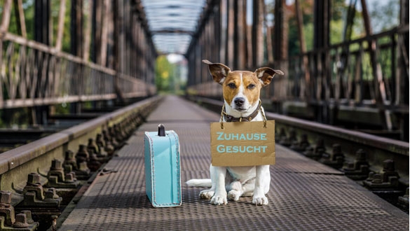 Jedes Jahr werden zahlreiche Tiere vor den Sommerferien ausgesetzt Tierschutzaktion vom BARF Shop JuniBARF