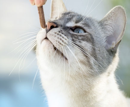Auch Katzen lieben Trockenfleisch Trockenfleisch für Katzen